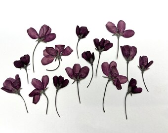 May include: A collection of pressed, dried flowers in deep shades of purple and plum. Each individual blossom features delicate, thin stems and multiple petals, arranged in a scattered pattern against a plain white background.