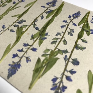 Fleurs bleues pressées séchées, 10 pcs, véritables naturelles pour la fabrication de bijoux en résine, petite, petite taille, naturelle, fabrication de bougies