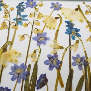 Mistura de flores de primavera prensadas a seco 50 unidades. Resina vegetal natural real para decorações, sabonetes, cartões comemorativos, velas, decorações de bolos, artesanatos
