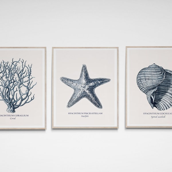 Vintage Seashell Art - Etsy
