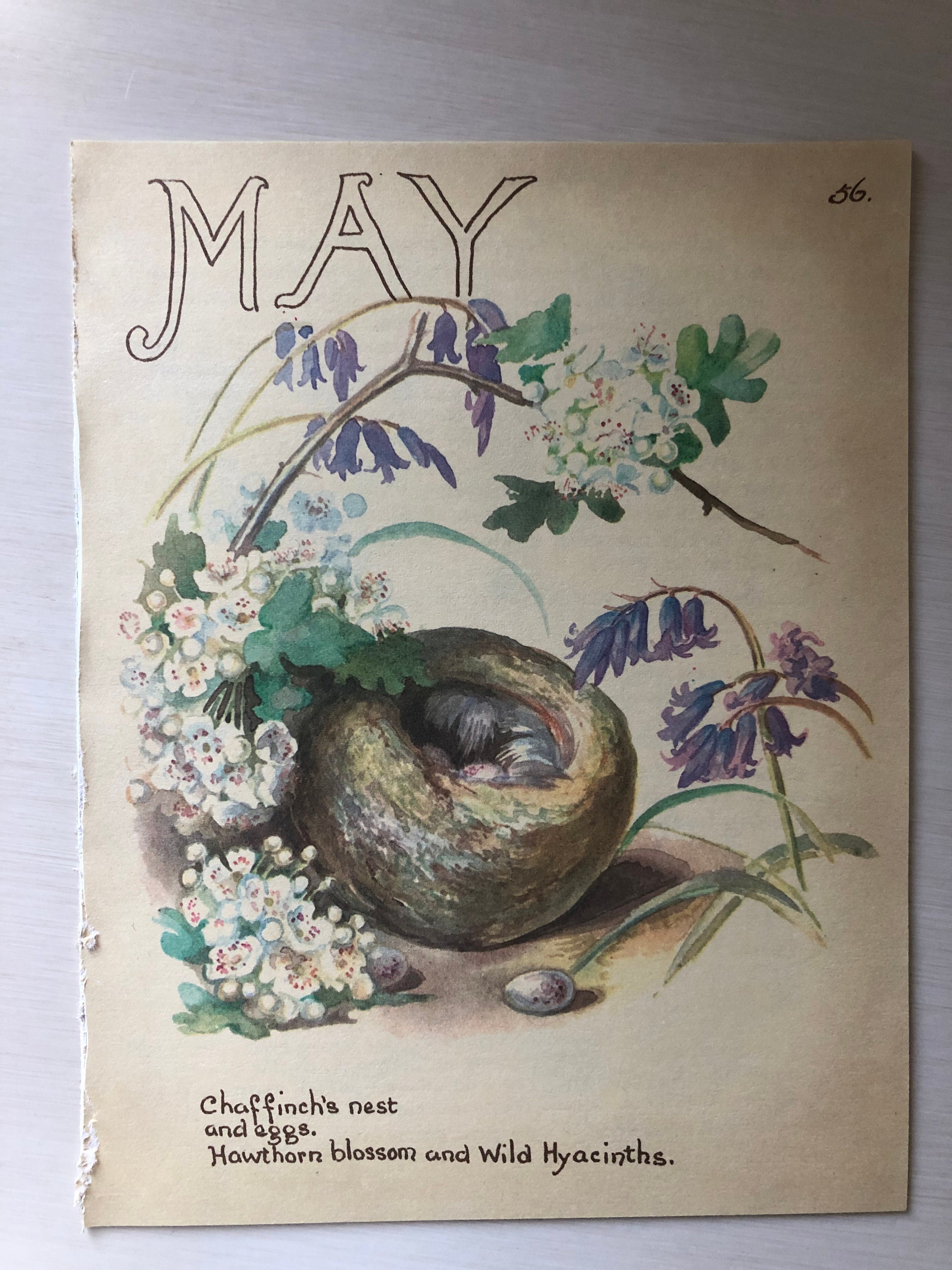 Edith Holden Vintage March Pages Country Diary of an Edwardian Lady Nature Ephemera Scrapbooking Junk Journalling Birds Eggs Flowers Edith Holden Vintage March Pages Country Diary of an Edwardian Lady Nature Ephemera Scrapbooking Junk Journalling Birds Eggs Flowers