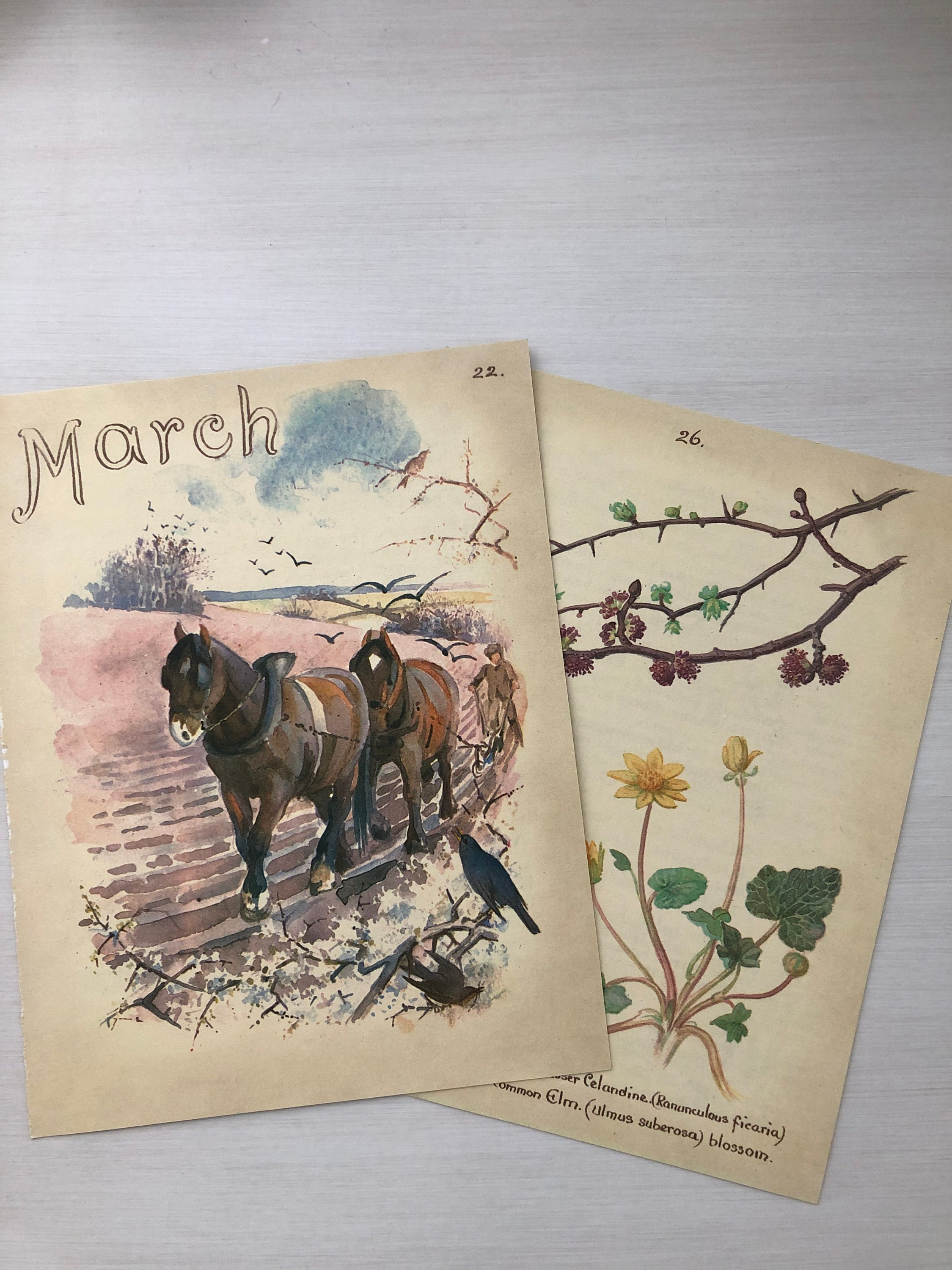Edith Holden Vintage March Pages Country Diary of an Edwardian Lady Nature Ephemera Scrapbooking Junk Journalling Birds Eggs Flowers Edith Holden Vintage March Pages Country Diary of an Edwardian Lady Nature Ephemera Scrapbooking Junk Journalling Birds Eggs Flowers