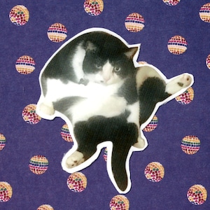Silly Kitty Tuxedo Cat Cute Pets Vinyl Sticker