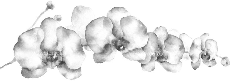 Grey wall Art Orchid Flower Watercolor Painting Print