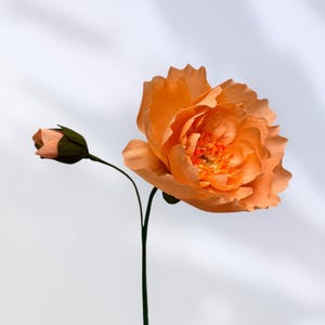 Crepe Paper Peony in Coral