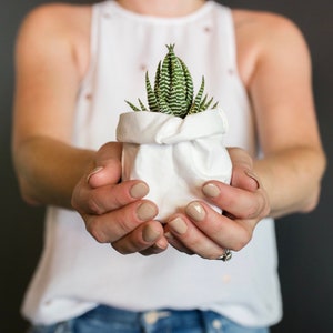 May include: A person holding a small potted succulent plant in a white fabric pot. The plant has green and white striped leaves.