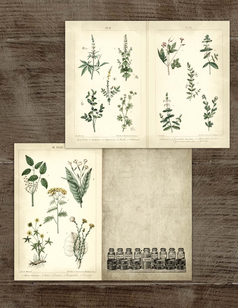 Botanical Herbs Printable Pages for Junk Journals Grimoire | Etsy