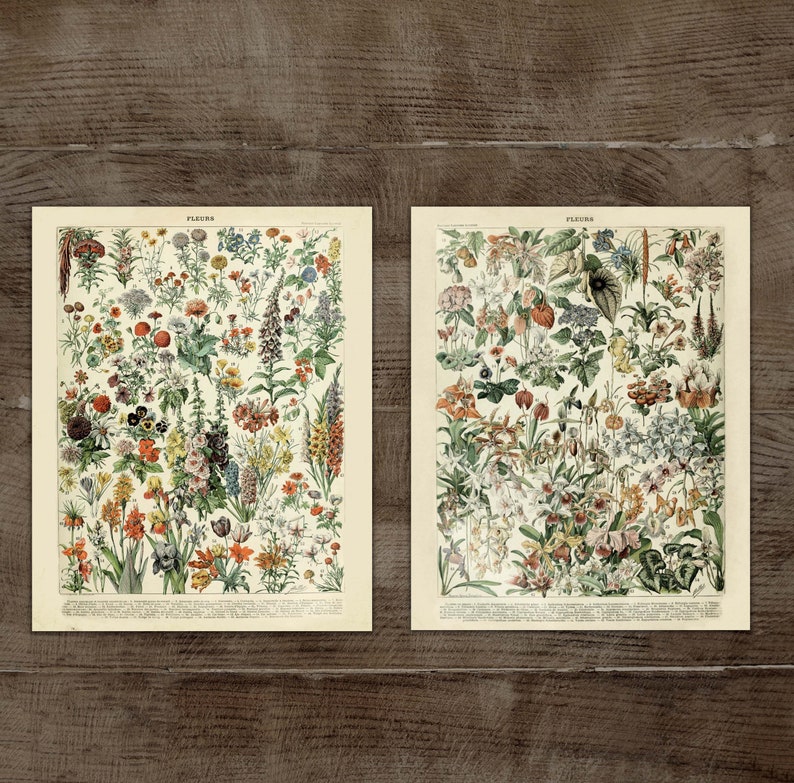 Vintage FRENCH Botanical Art Prints Set of Two Printable Etsy