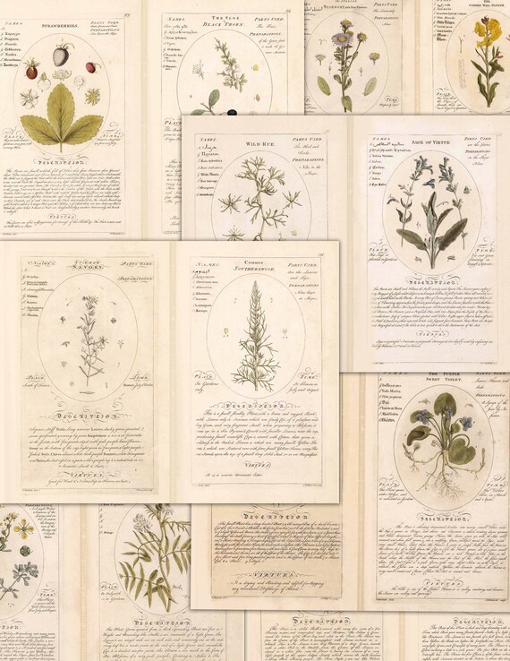 Vintage Herbs Printable Pages for Junk Journals Scrapbooks | Etsy