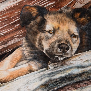 Wolf Dog