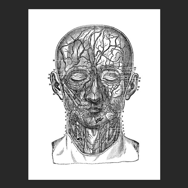 Instant Vintage Halloween Printable - Head Blood Vessels - Downloads - 8.5x11 for Dollar Store Frame - Spooky Decoration - Gallery Wall