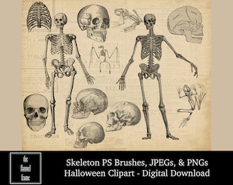 Vintage Skeleton Bones Photoshop Brushes, PNG, JPEG File Set - Halloween Clipart - ABR Brush Collection - Instant Digital Download