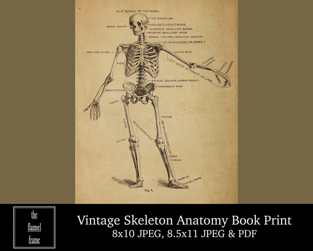Vintage Skeleton Anatomy Book Print - 8x10 or 8.5x11 Print, Instant ...