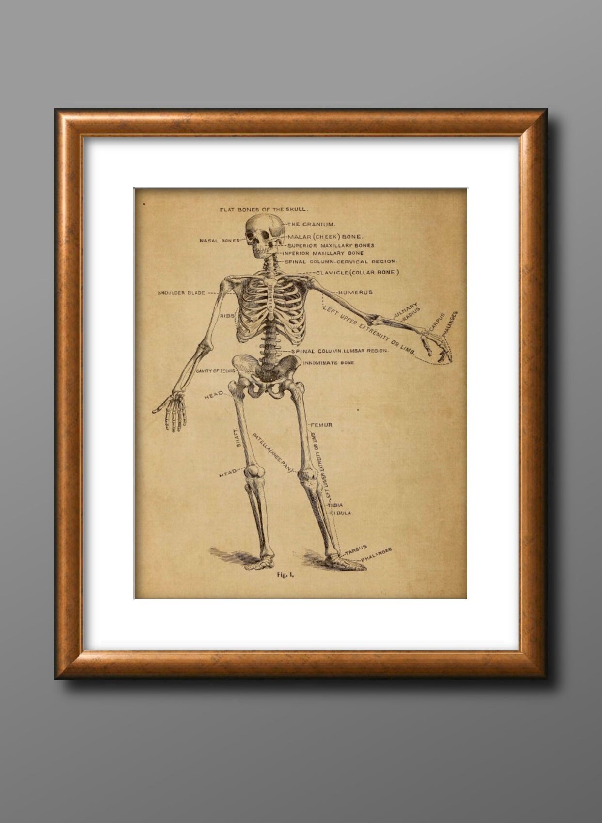 Vintage Skeleton Anatomy Book Print - 8x10 or 8.5x11 Print, Instant ...