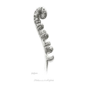 Unfurling Fern Download digital | Desenho a lápis desenhado à mão | Impressão de desenho a lápis para download | Artista do Reino Unido