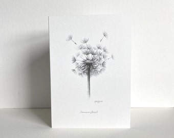 Dandelion Seed Head Greeting Card | Botanical Drawing | Hand-Drawn Pencil Sketch | Blank Inside | UK Artist