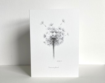 de voeux de tête de graine de pissenlit | Dessin botanique | Croquis au crayon dessiné à la main | Blanc à l'intérieur | Artiste britannique