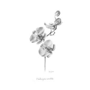 Orchid Digital Download | Hand-Drawn Pencil Sketch | Downloadable Pencil Drawing Print | UK Artist