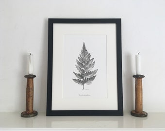 Fern Mounted Giclée Print | Rumohra adiantiformis | Botanical Drawing | Hand-Drawn Pencil Sketch | UK Artist | Framed or Unframed Print