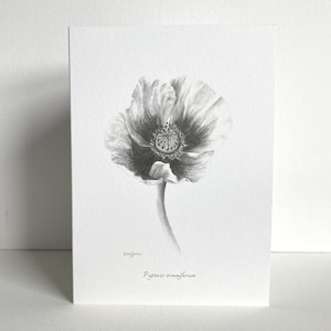 Cartão de saudação Poppy | Desenho botânico | Esboço a lápis desenhado à mão | Em branco por dentro | Artista do Reino Unido