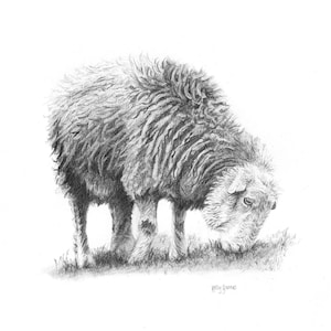 Mounted print of a detailed, pencil drawing of a Herdwick Sheep eating grass.