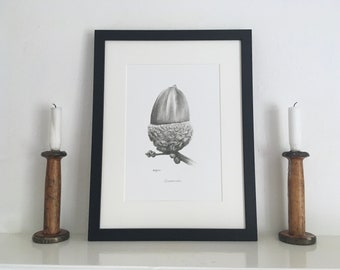 Acorn Mounted Giclée Print | Quercus robur | Botanical Drawing | Hand-Drawn Pencil Sketch | UK Artist | Framed or Unframed Print