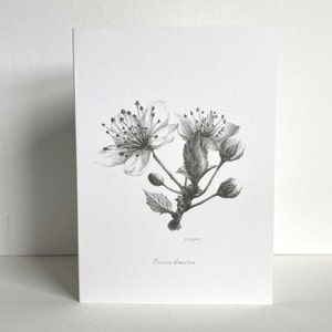 Cartão de felicitações de flor de ameixa | Desenho botânico | Esboço a lápis desenhado à mão | Em branco por dentro | Artista do Reino Unido