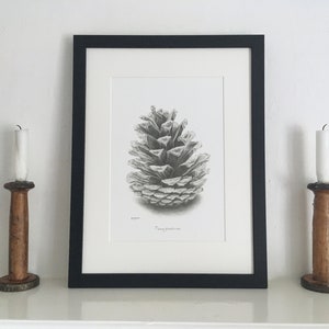 Puede incluir: Un dibujo en blanco y negro de una piña en un marco negro. El dibujo está sobre papel blanco y la piña es el foco principal de la imagen. El dibujo está titulado "Pine Cones".