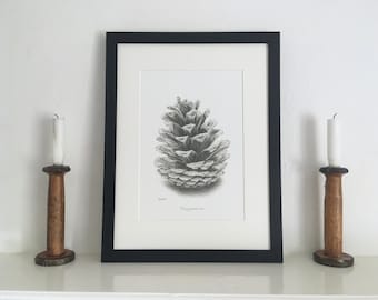 Pine Cone Mounted Print | Pinus ponderosa | Botanical Drawing | Hand-Drawn Pencil Sketch | UK Artist | Unframed or Framed Print
