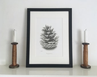 Pine Cone Mounted Print | Pinus ponderosa | Botanical Drawing | Hand-Drawn Pencil Sketch | UK Artist | Unframed or Framed Print