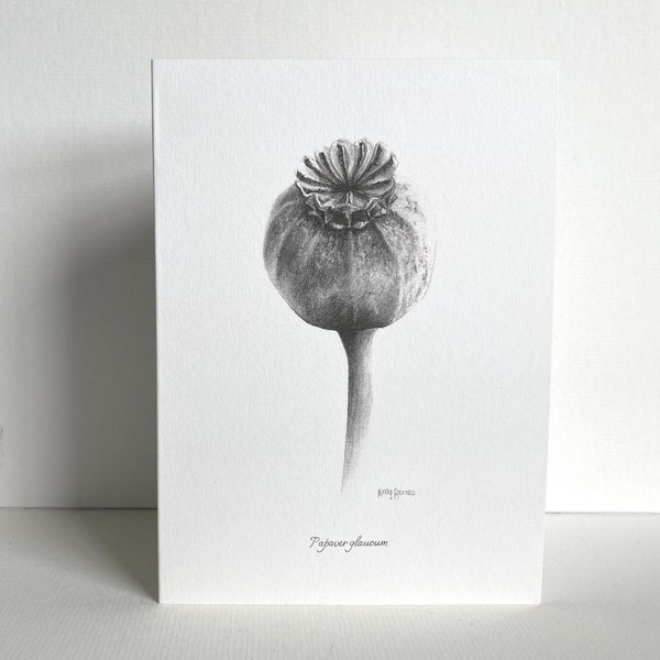 Poppy Seed Head Greeting Card | Botanical Drawing | Hand-Drawn Pencil Sketch | Blank Inside | UK Artist