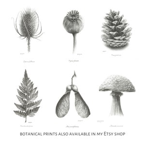 K&ouml;nnte beinhalten: Ein Satz von sechs botanischen Illustrationen in Schwarzwei&szlig;-Bleistift. Die Illustrationen umfassen einen Distel, eine Mohnkapsel, einen Tannenzapfen, einen Farn, einen Ahornsamen und einen Pilz.