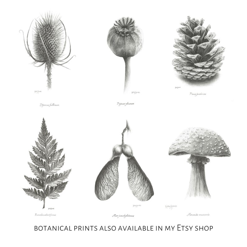 K&ouml;nnte beinhalten: Ein Satz von sechs botanischen Illustrationen in Schwarzwei&szlig;-Bleistift. Die Illustrationen umfassen einen Distel, eine Mohnkapsel, einen Tannenzapfen, einen Farn, einen Ahornsamen und einen Pilz.