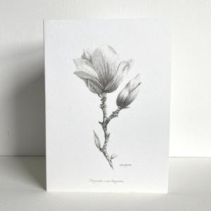 Cartão de felicitações de magnólia | Desenho botânico | Esboço a lápis feito à mão | Interior em branco | Artista do Reino Unido