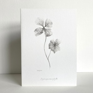 Cartão de saudação de pétalas de hortênsia | Desenho botânico | Esboço a lápis desenhado à mão | Em branco por dentro | Artista do Reino Unido