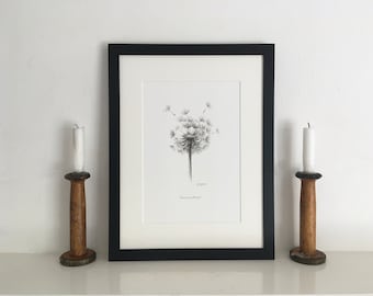 Pusteblumen Druck: Bleistift Zeichnung Botanische Wand Kunst, Gerahmt oder Ungerahmt