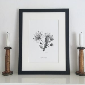 Puede incluir: Una ilustración botánica en blanco y negro de una flor de Prunus avium en un marco negro. La ilustración está sobre un fondo blanco y está enmarcada con un passe-partout negro. El marco está sobre una superficie blanca.