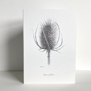 Tarjeta de felicitación con diseño de cardo / Dibujo botánico / Boceto a lápiz dibujado a mano / Interior en blanco / Artista del Reino Unido