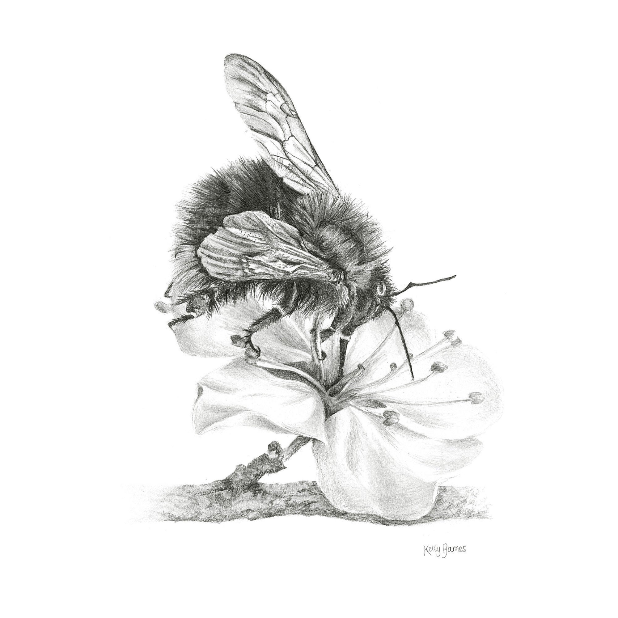 Bumblebee Digital Download | Hand-Drawn Pencil Sketch | Downloadable Pencil Drawing Print | UK Artist