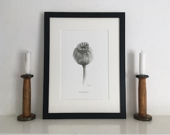 Mohn Kopf Giclée Print: Bleistift Zeichnung Botanische Wand Kunst, Gerahmt oder Ungerahmt