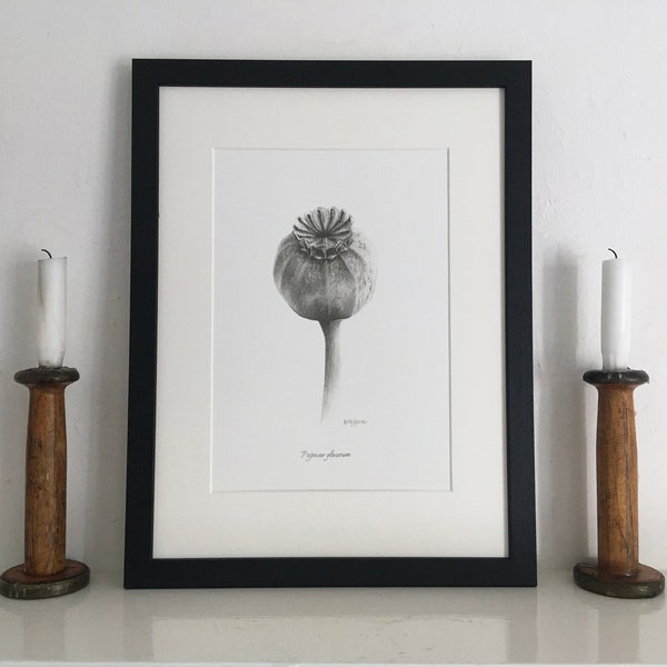 Poppy Seed Head Mounted Print | Papaver glaucum | Botanical Drawing | Hand-Drawn Pencil Sketch | UK Artist | Framed or Unframed Print