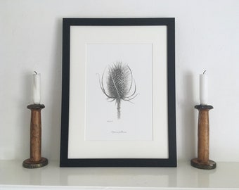 Teasel Mounted Print | Dipsacus fullonum | Botanical Drawing | Hand-Drawn Pencil Sketch | UK Artist | Framed or Unframed Print