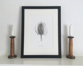 Teasel Giclée Print: Bleistift Zeichnung, Botanische Wandkunst, Gerahmt oder Ungerahmt