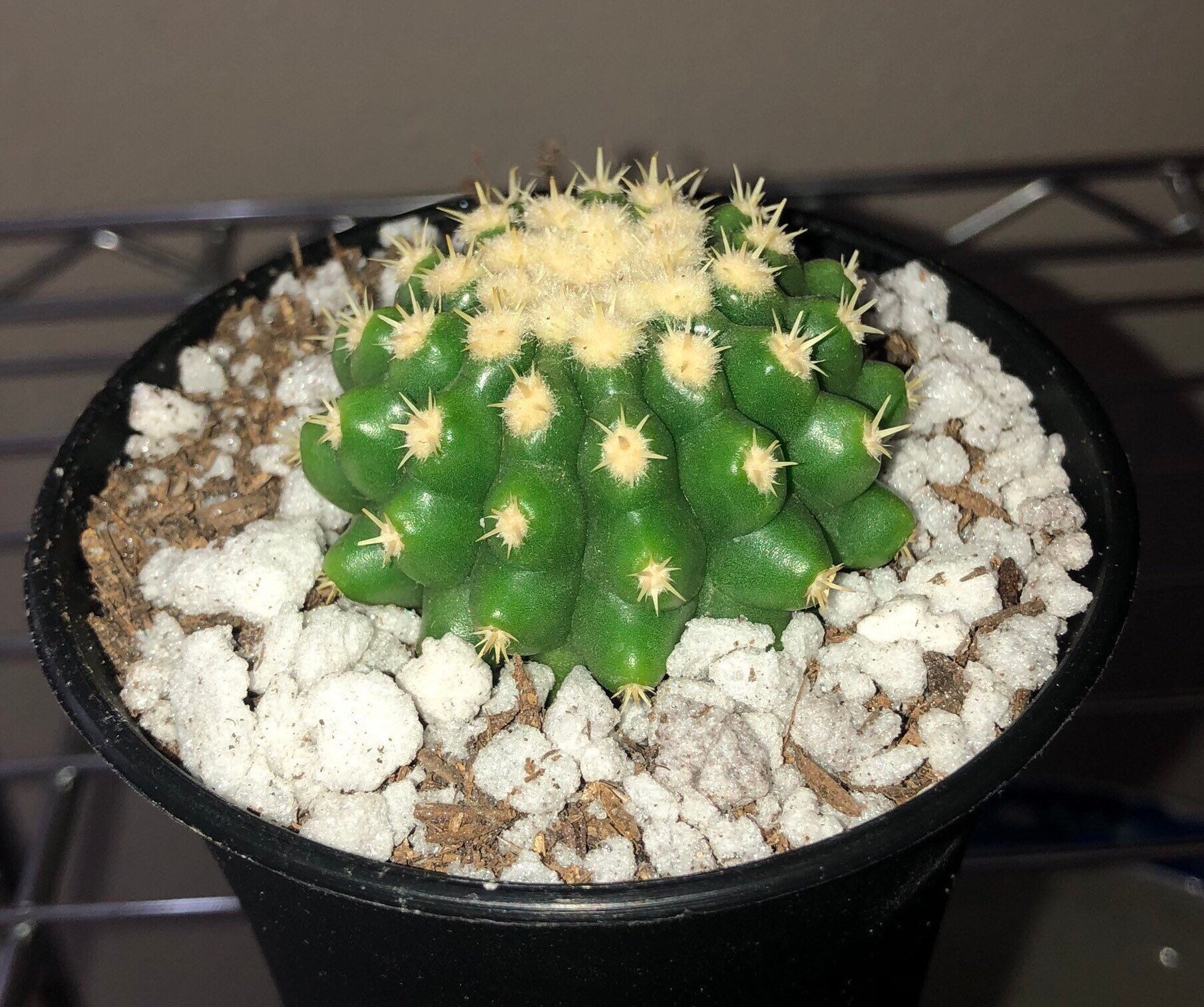 Echinocactus grusonii brevispinus 359p Echinocactus grusonii brevispinus 359p