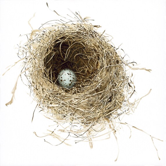 The nest of pea. The nest of pea