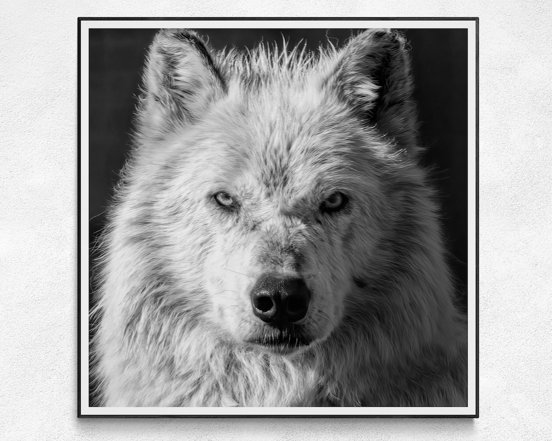 Yellowstone Gray Wolf Wildlife Photography Print Black and White Wall ...