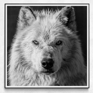 Yellowstone Gray Wolf Wildlife Photography Print Black and White Wall Art