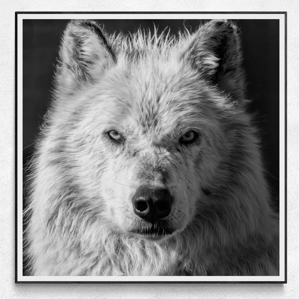 Yellowstone Wolf Print | Gray Wolf Picture | Wildlife Photography | Black And White Wolf Art Print | Grey Wolf Print | Wolf Wall Art