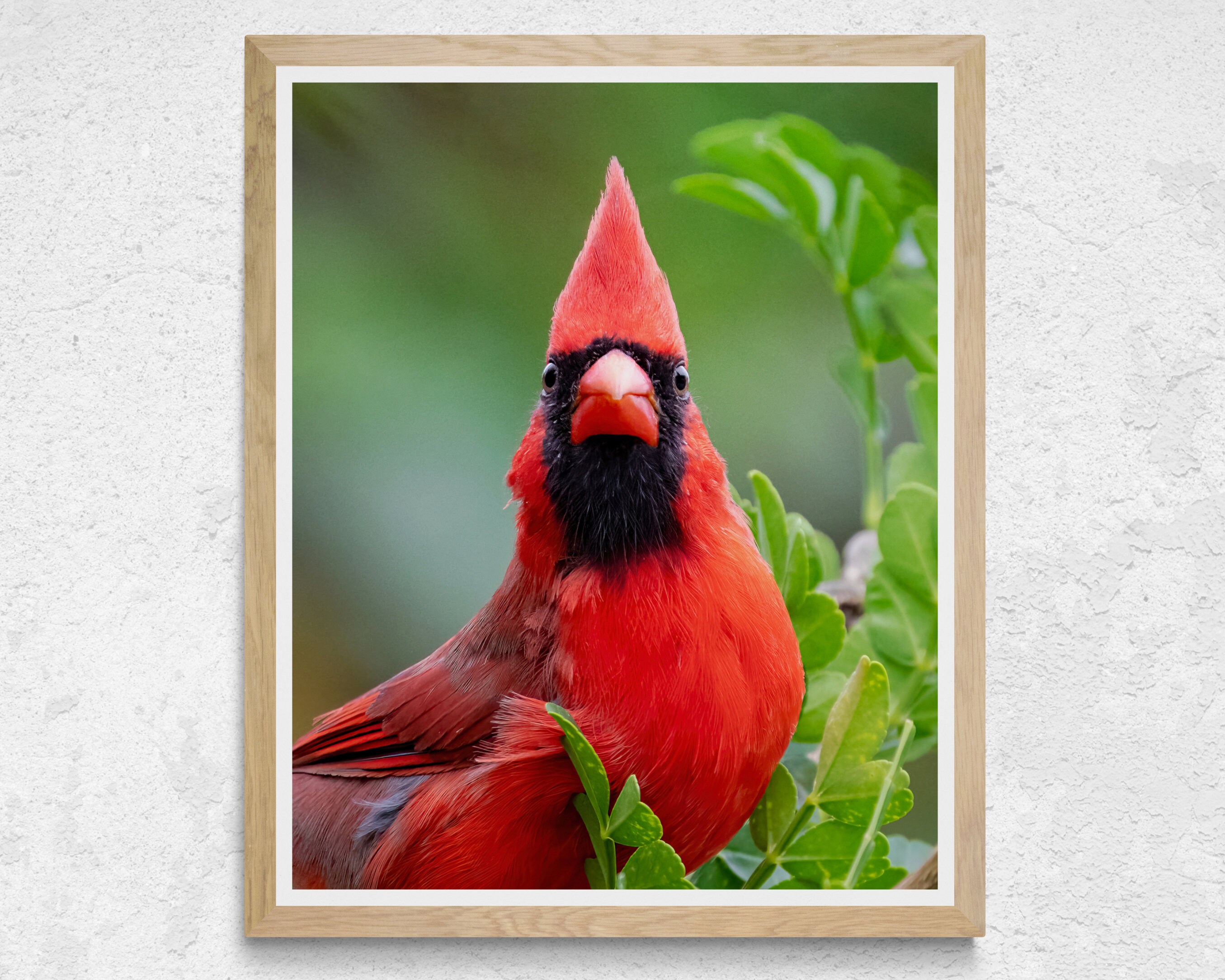 Red Cardinal Print Bird Photography Northern Cardinal Photo Red Bird