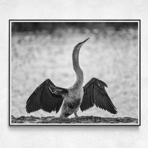 May include: Black and white photograph of a bird with outstretched wings. The bird, with a long neck and beak, stands on a rocky surface near water. The wings are fully extended, showcasing the intricate feather details. The background is blurred, suggesting a natural habitat.